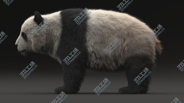 images/goods_img/20210312/Giant Panda 3D model/4.jpg